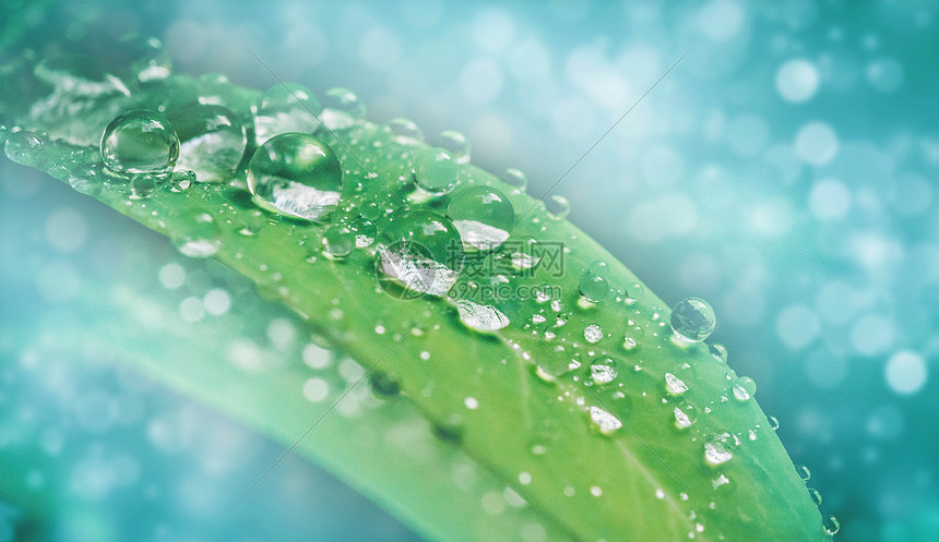 白露背景圖片素材_免費下載_jpg圖片格式_VRF高清圖片501030380