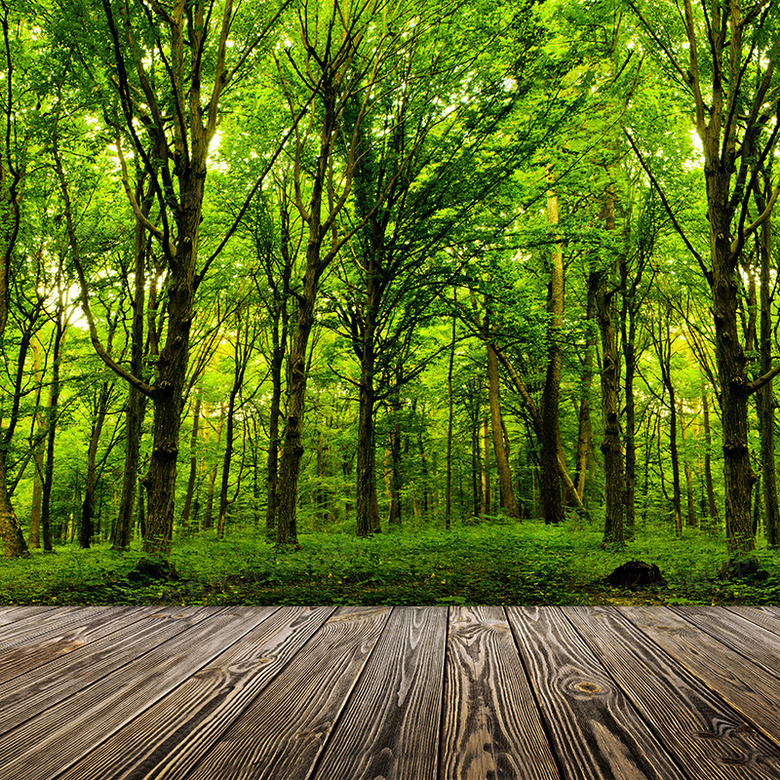 森林木板背景背景圖片素材免費下載_森林背景_800*800像素_【熊貓辦公】